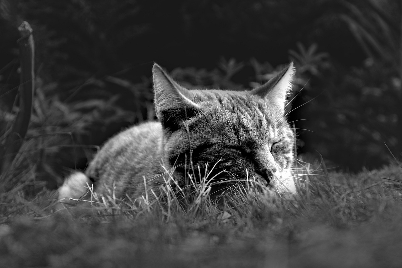 睡眠の質を改善するためのルーティンとは？