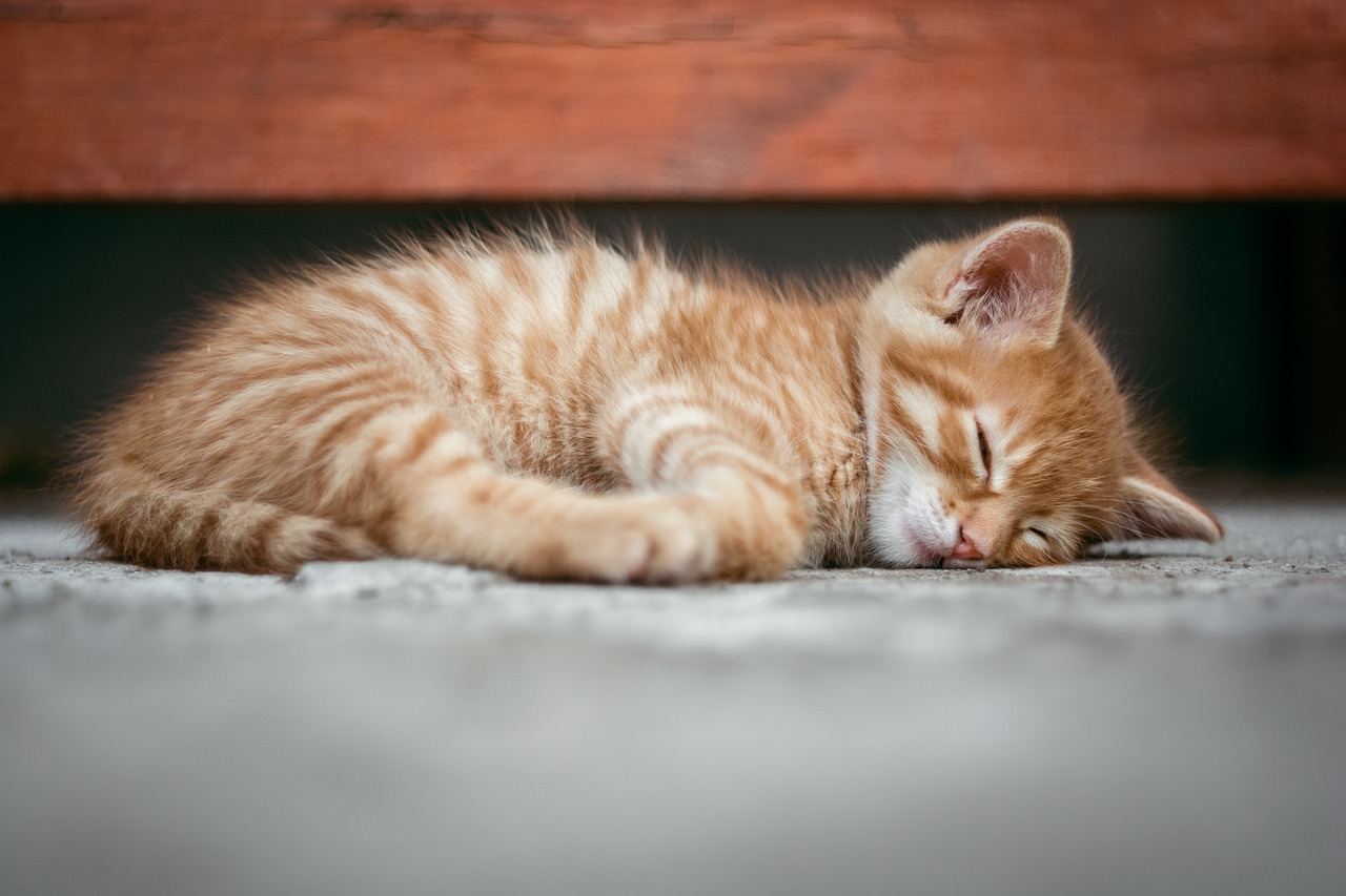 睡眠アプリで記録を効果的に活用する方法は？