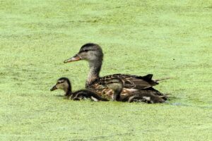 ワンオペ育児でメンタル崩壊を防ぐための対策は？