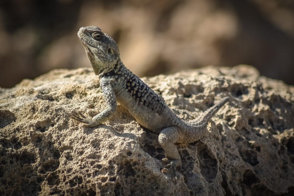 適応障害診断基準をわかりやすく解説する方法は？