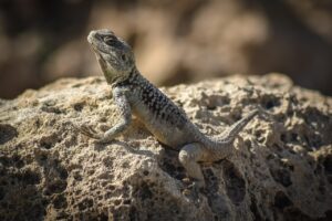 適応障害診断基準をわかりやすく解説する方法は？